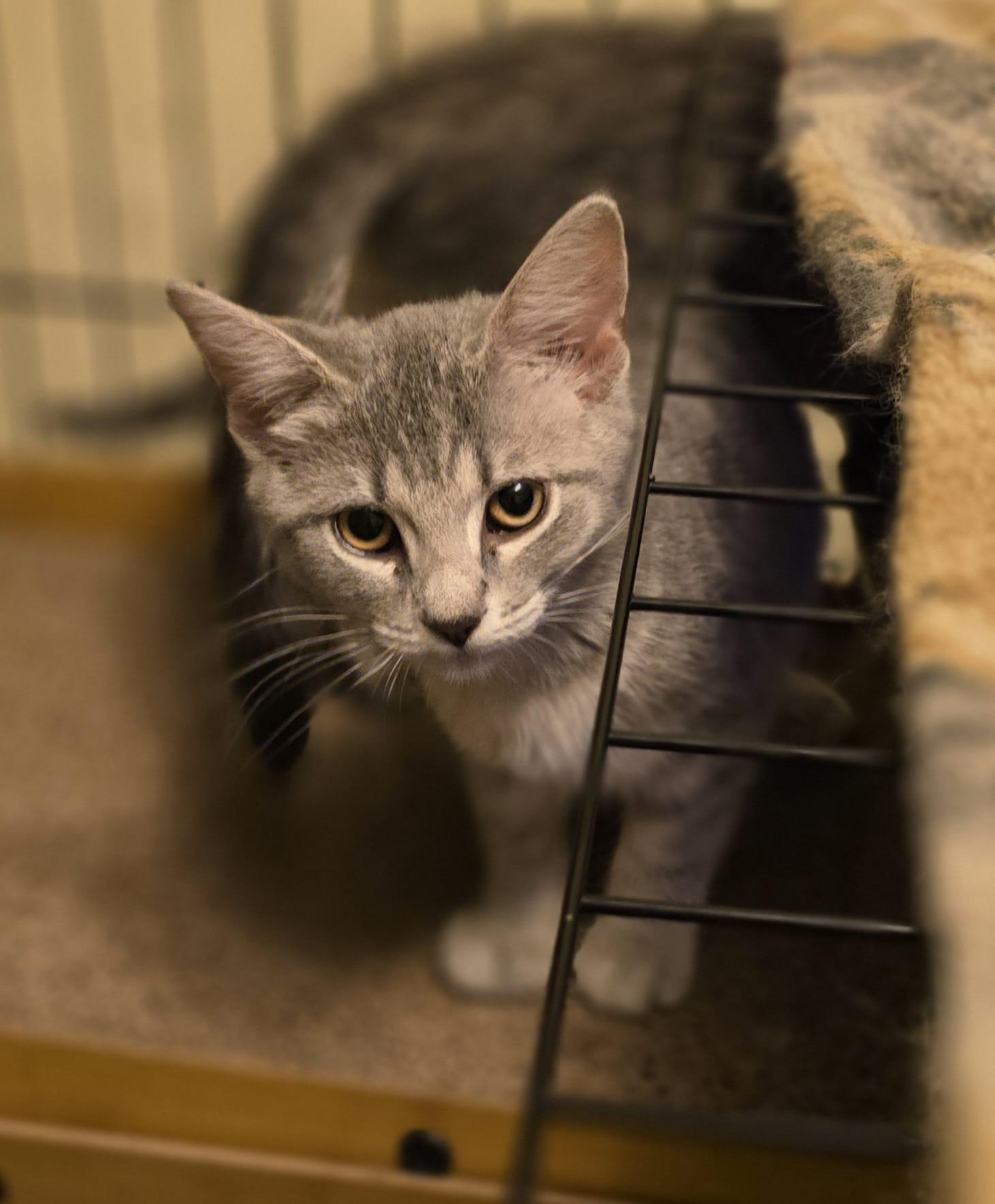 Enlarge Grille, an adopted Domestic Short Hair in Nottingham, MD image 3/4