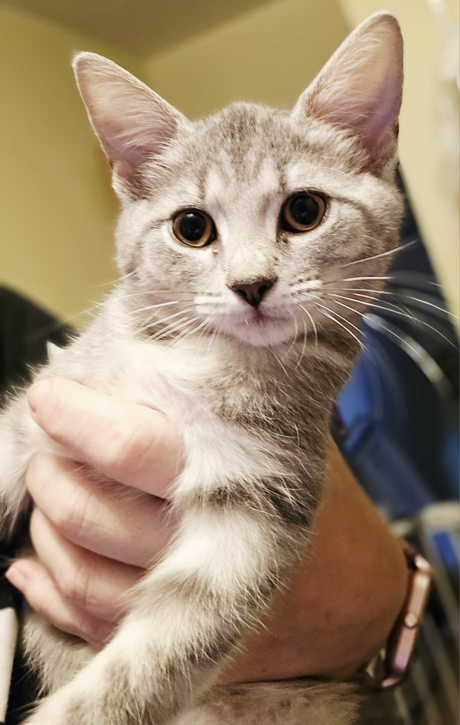 Grille, adopted, Young Female Domestic Short Hair.