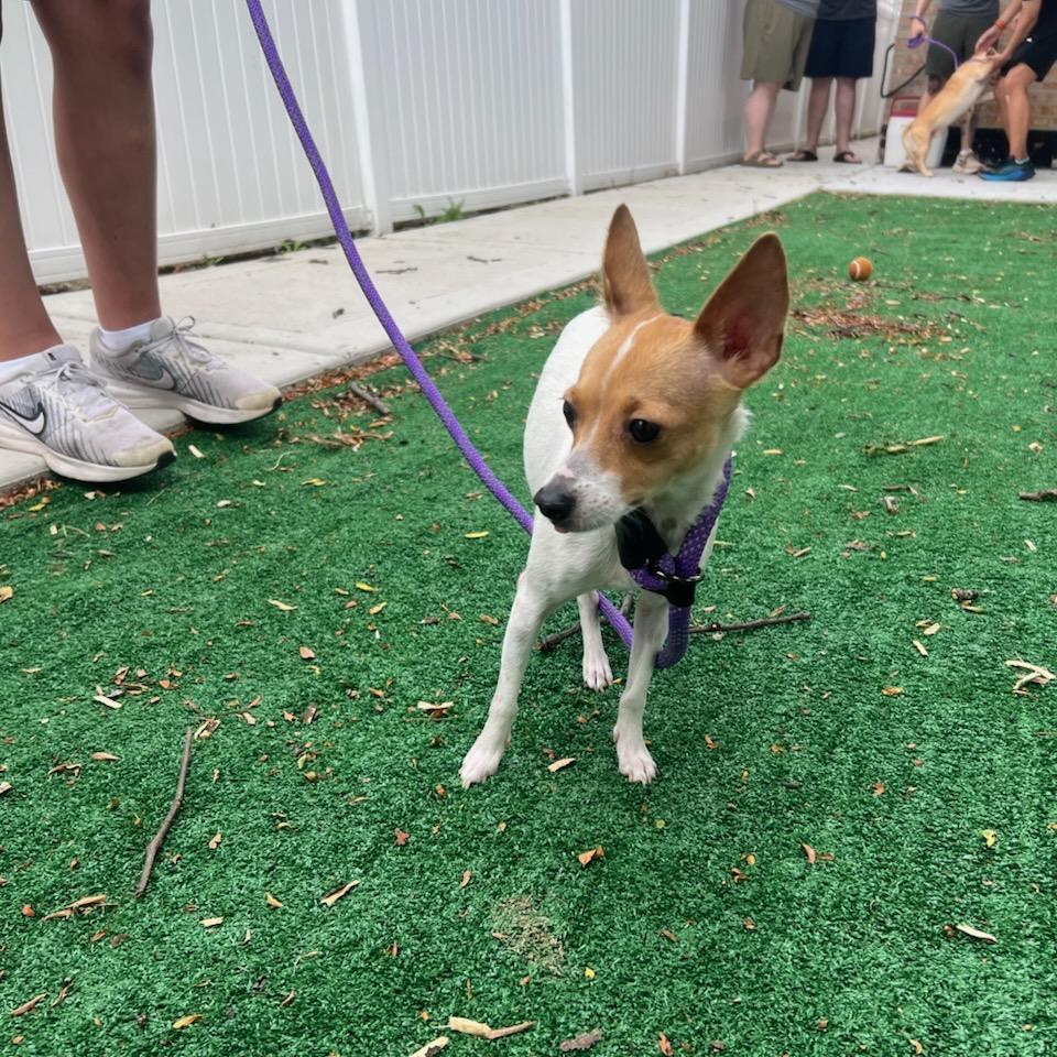 Jill, a Adoptable Chihuahua in Chicago, IL image 1/6