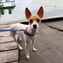Jill, a Adoptable Chihuahua in Chicago, IL image 2/6