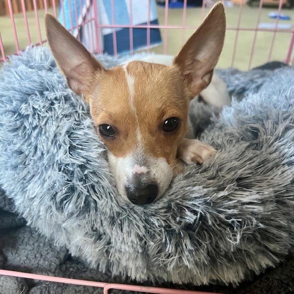 Jill, a Adoptable Chihuahua in Chicago, IL image 3/6