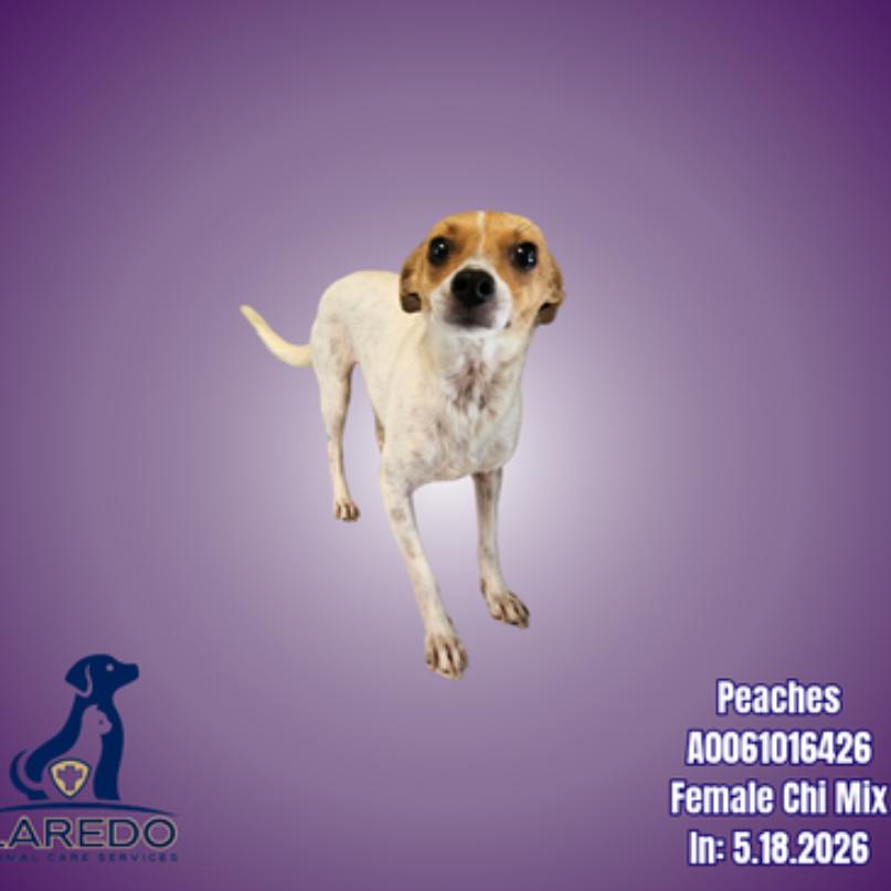 Enlarge Jill, a Adoptable Chihuahua in Chicago, IL image 1/1