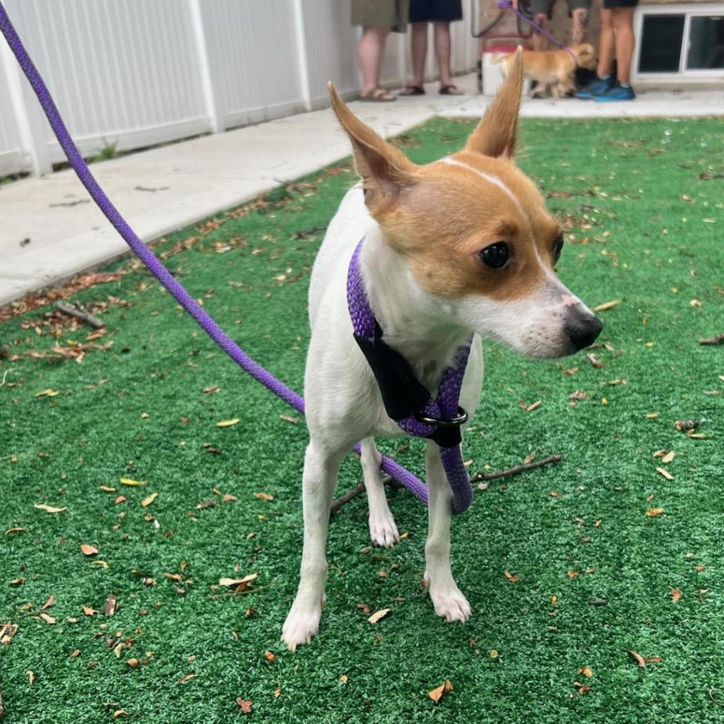 Jill, a Adoptable Chihuahua in Chicago, IL image 4/6