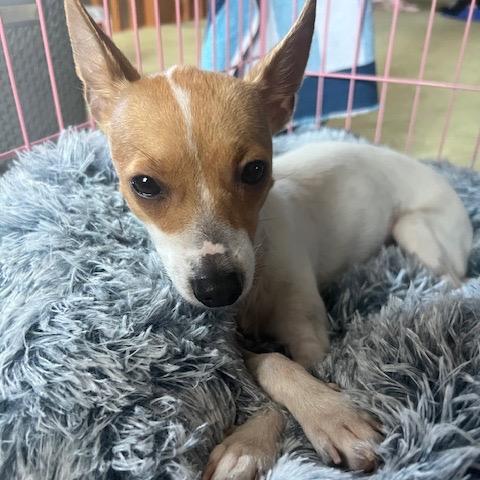 Jill, a Adoptable Chihuahua in Chicago, IL image 5/6