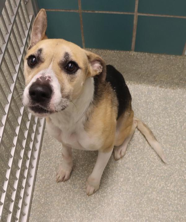 Enlarge Marcus, a Adoptable mixed breed in Houston, TX image 2/2