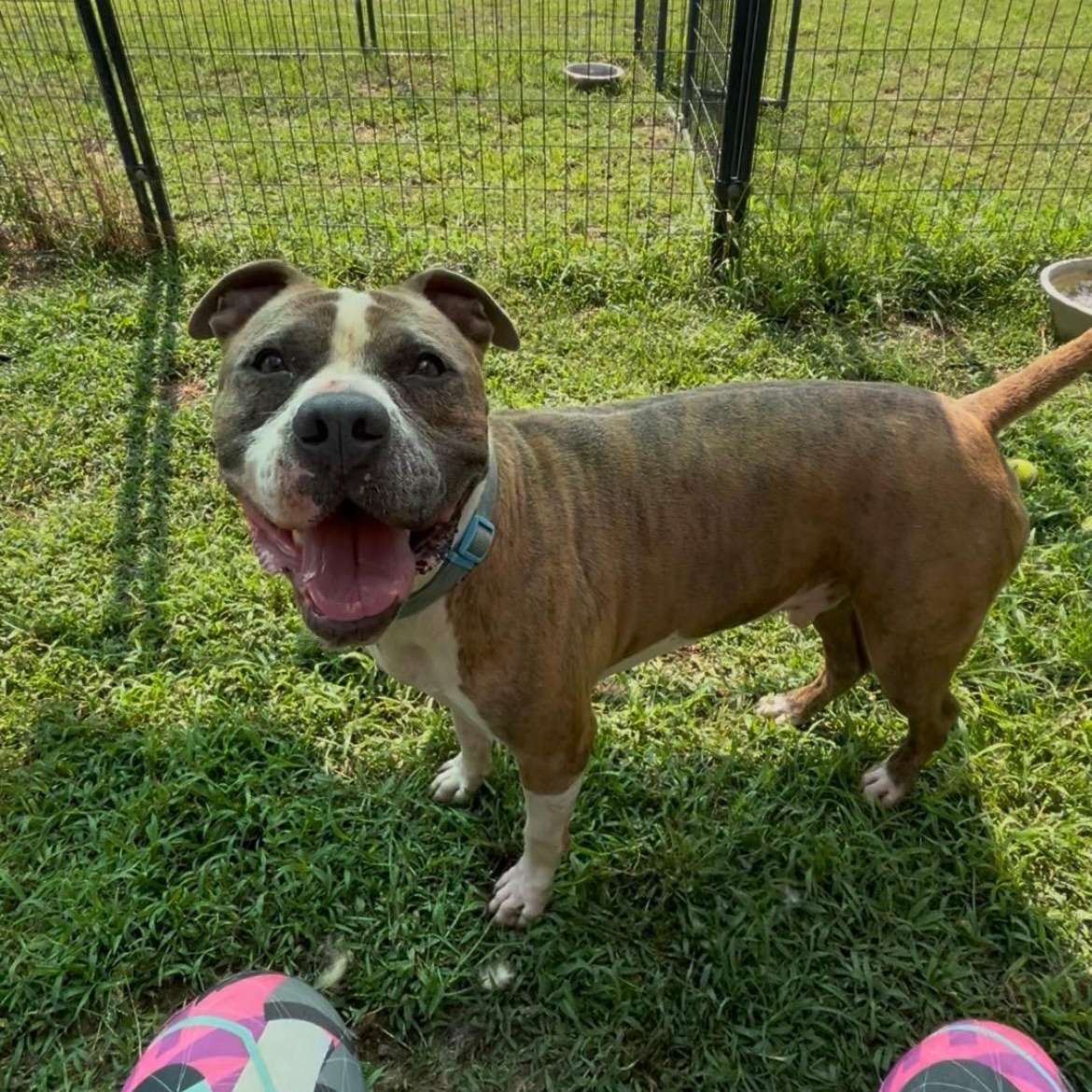 Enlarge Saint, a Adoptable mixed breed in Willis, TX image 5/6