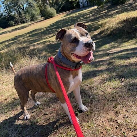 Enlarge Saint, a Adoptable mixed breed in Willis, TX image 6/6
