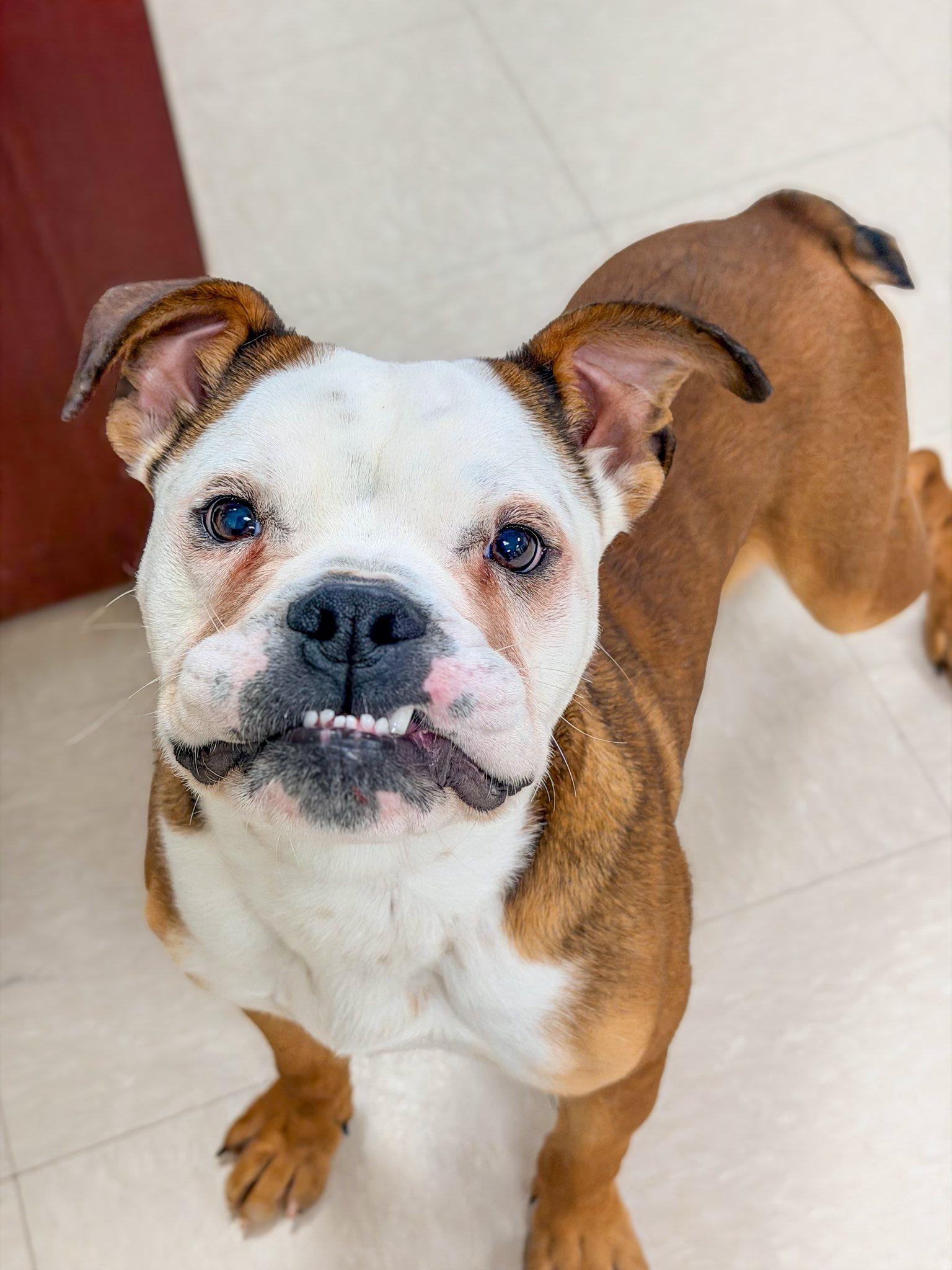 Leroy, ADOPTABLE, Puppy Male American Bulldog.