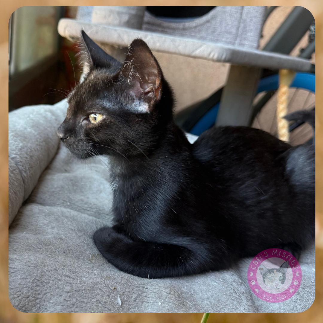 Mars, adopted, Kitten Male Domestic Short Hair.