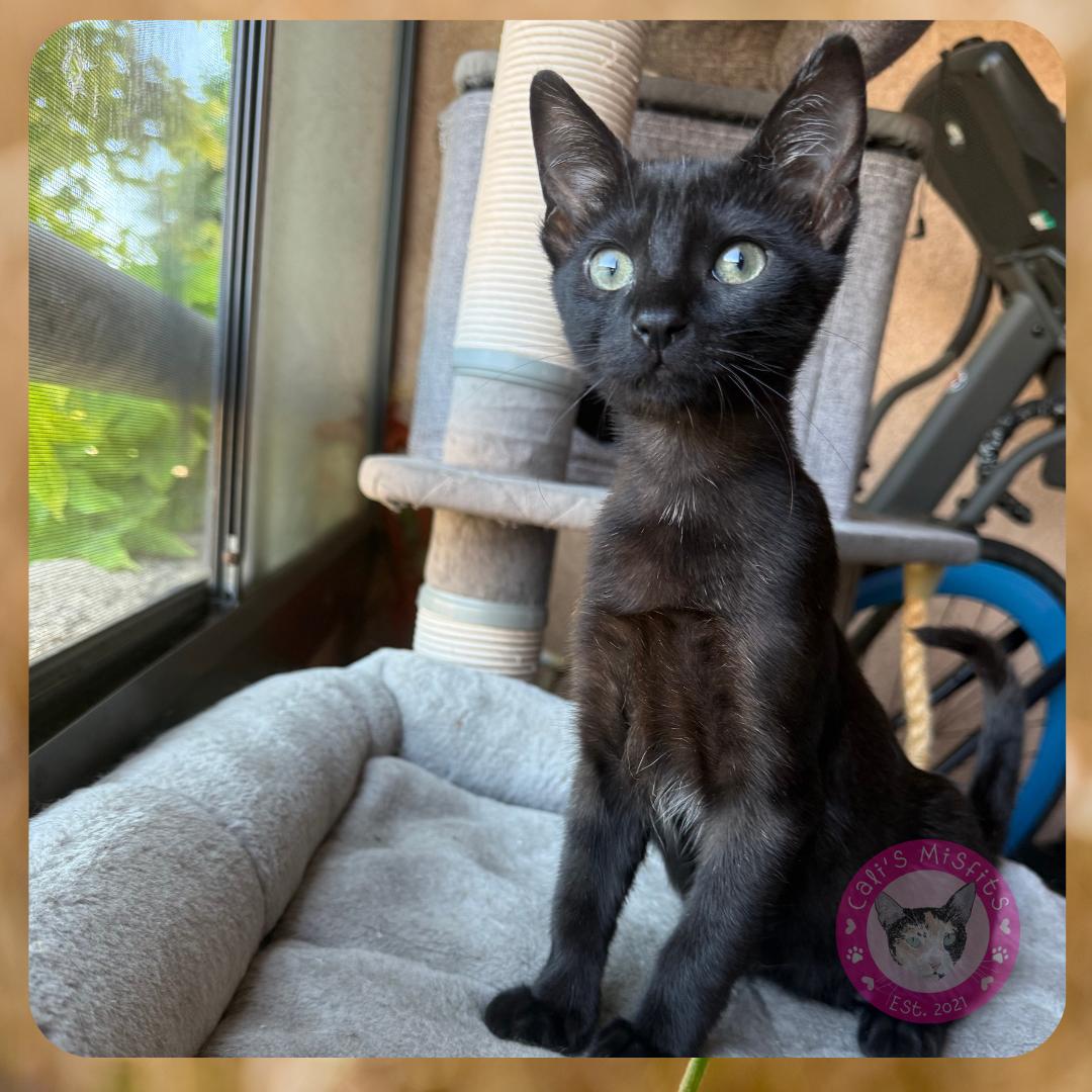 Enlarge Mars, an adopted Domestic Short Hair in Santa Ana, CA image 2/5