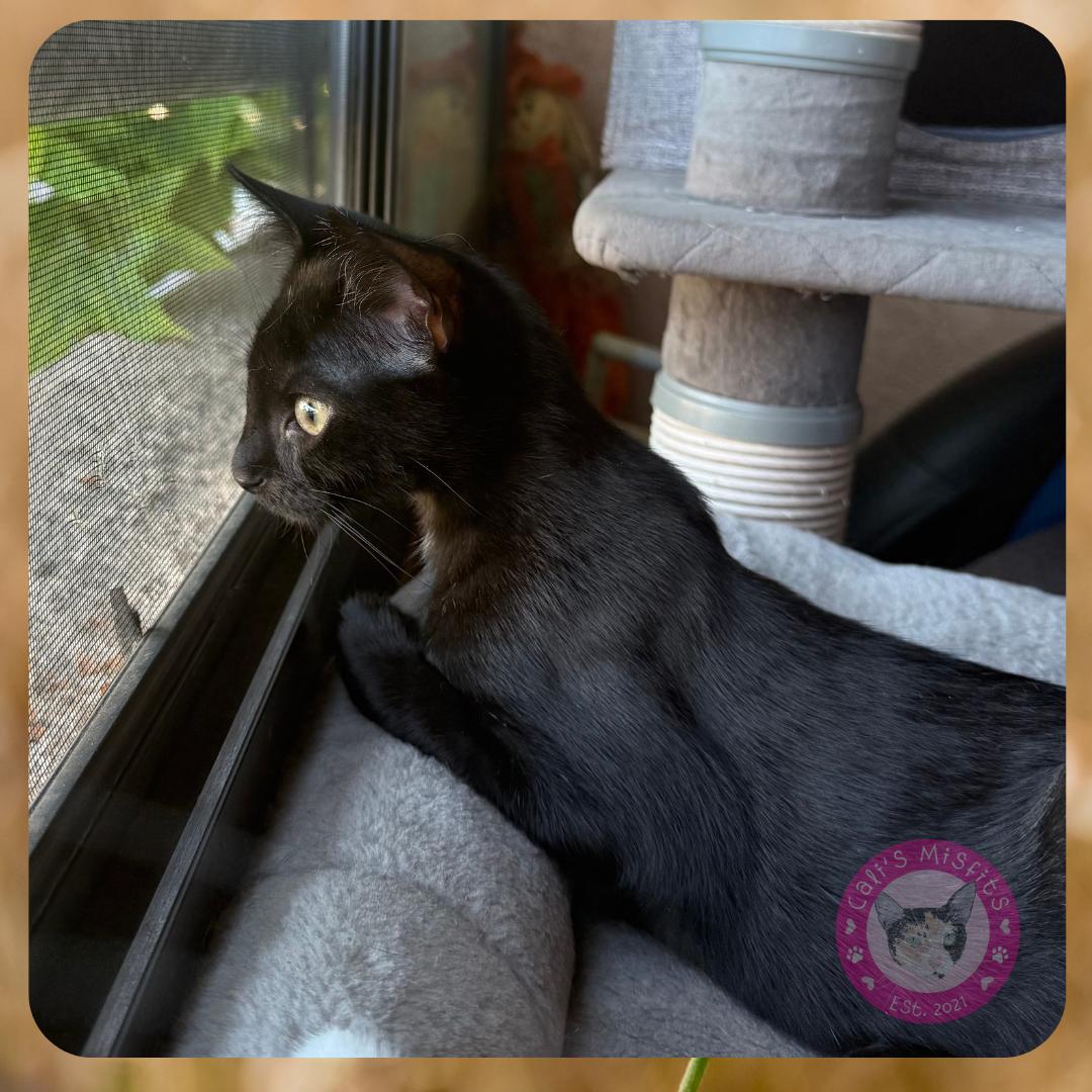 Enlarge Mars, an adopted Domestic Short Hair in Santa Ana, CA image 3/5