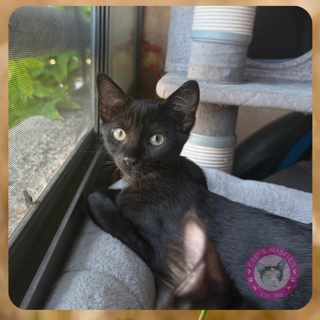 Enlarge Mars, an adopted Domestic Short Hair in Santa Ana, CA image 4/5