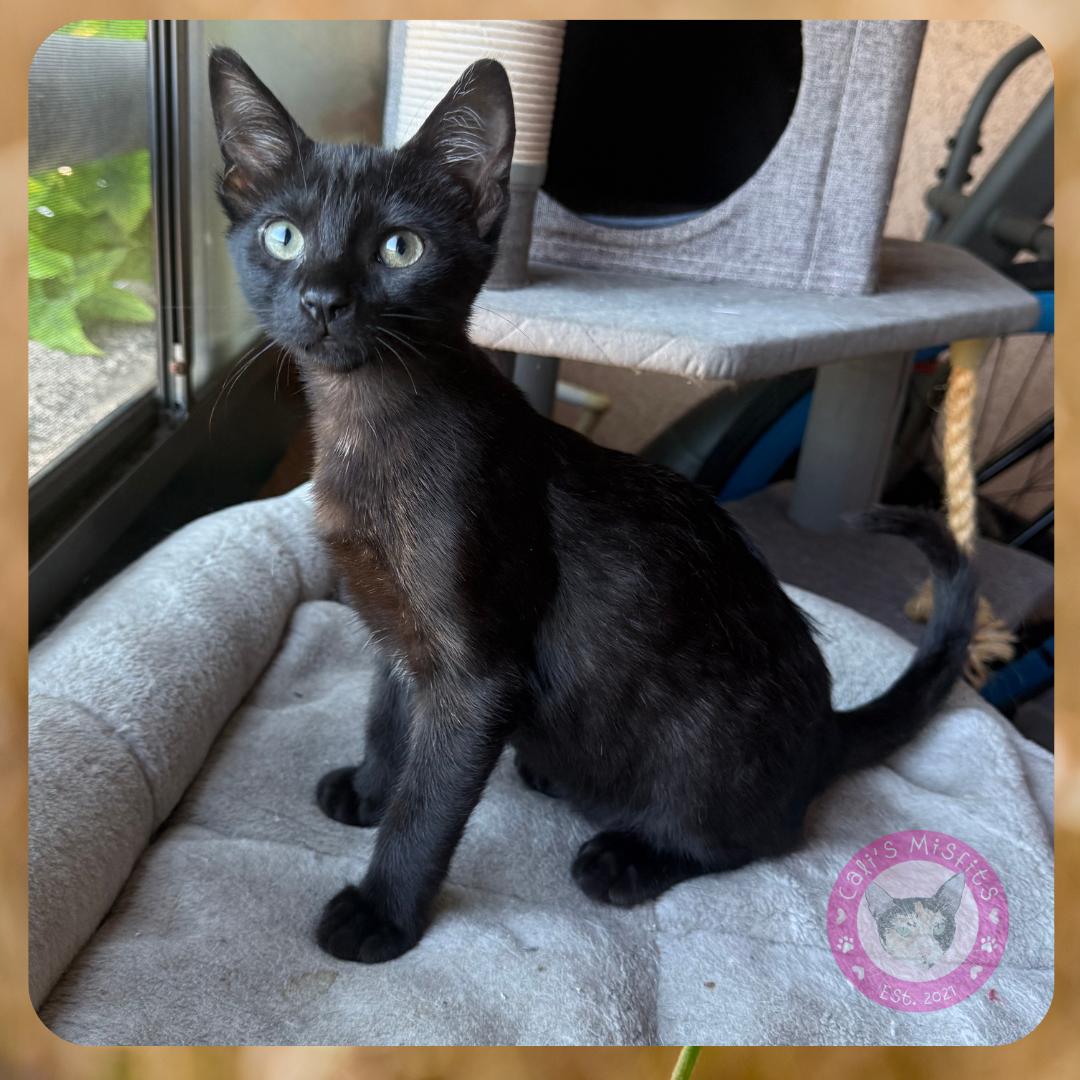 Enlarge Mars, an adopted Domestic Short Hair in Santa Ana, CA image 5/5