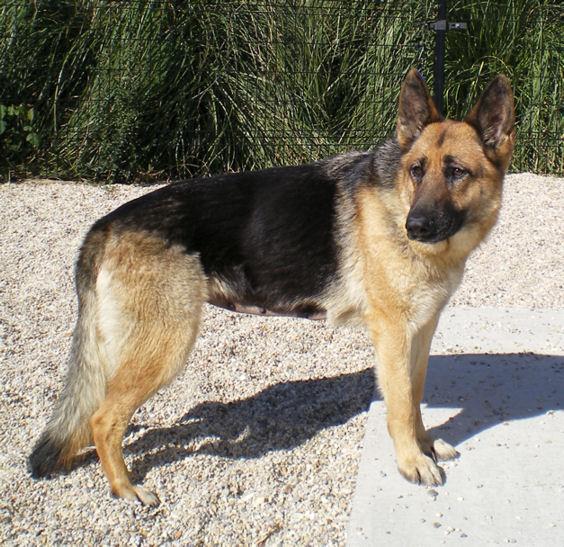 Enlarge bella, a ADOPTABLE German Shepherd Dog in New Orleans, LA image 1/1