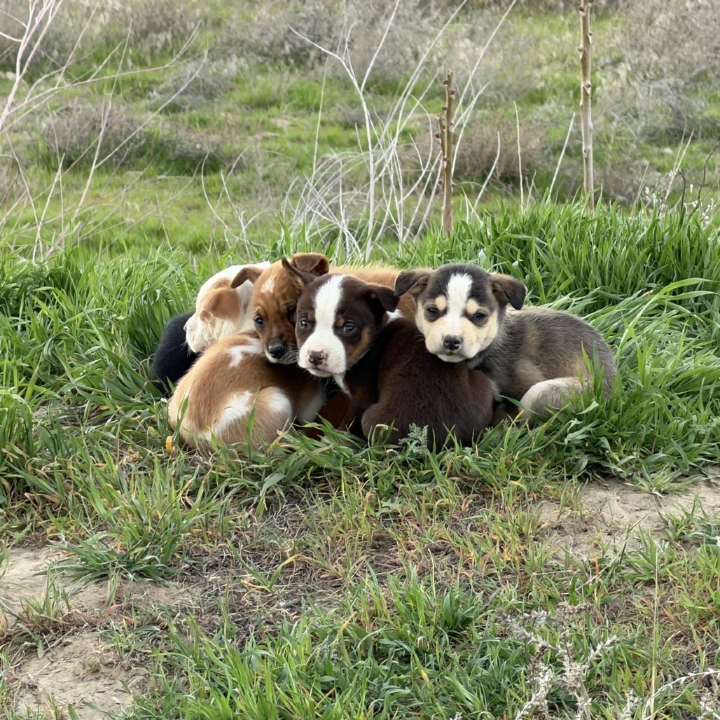 Enlarge Maine Coon, a Adoptable Mixed Breed in Tacoma, WA image 1/3