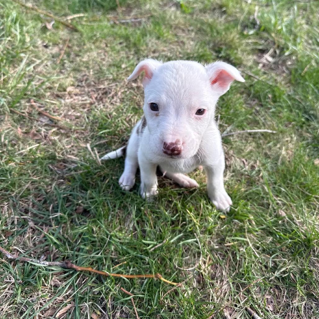 Enlarge Maine Coon, a Adoptable Mixed Breed in Tacoma, WA image 3/3
