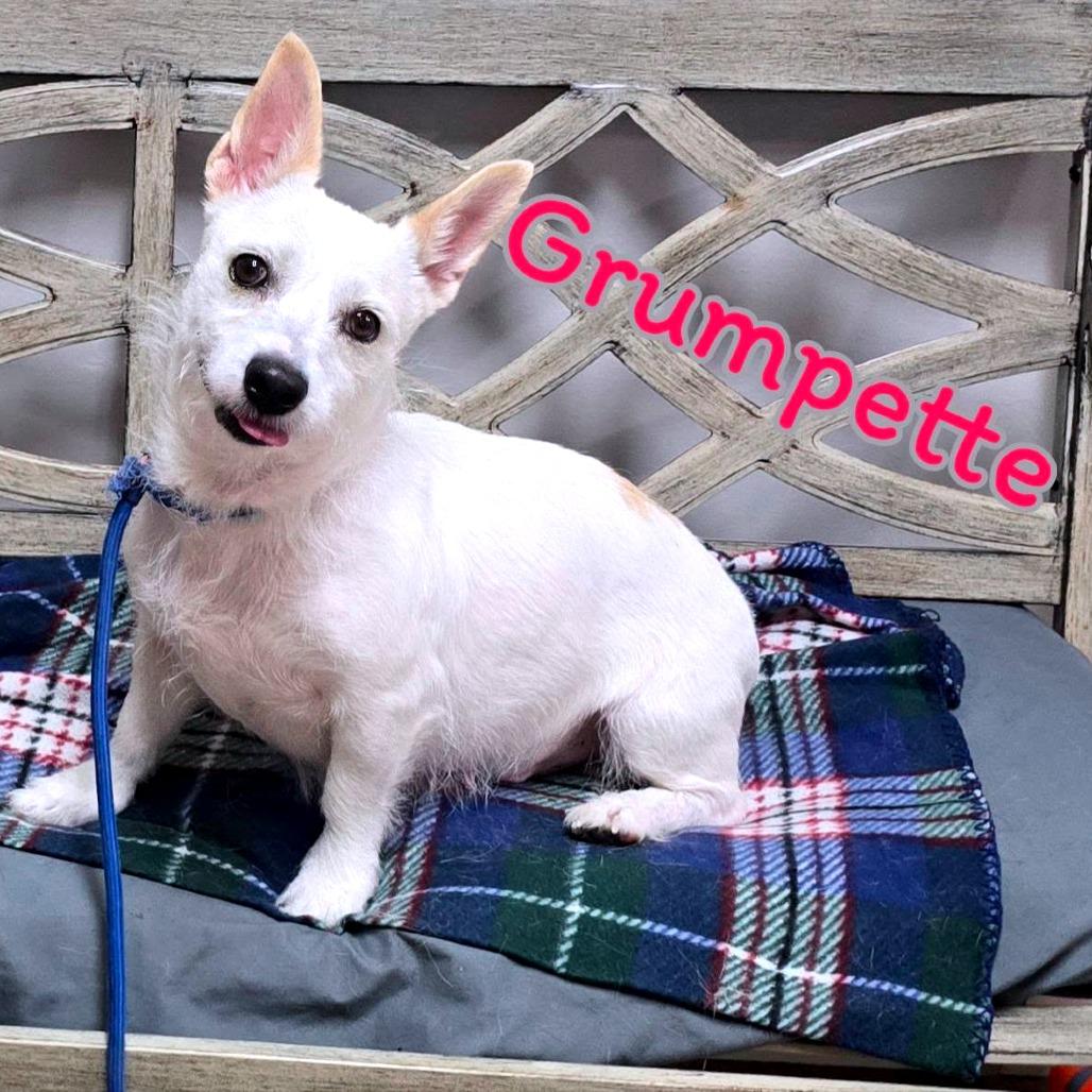 Grumpette, Adoptable, Adult Female Mixed Breed.
