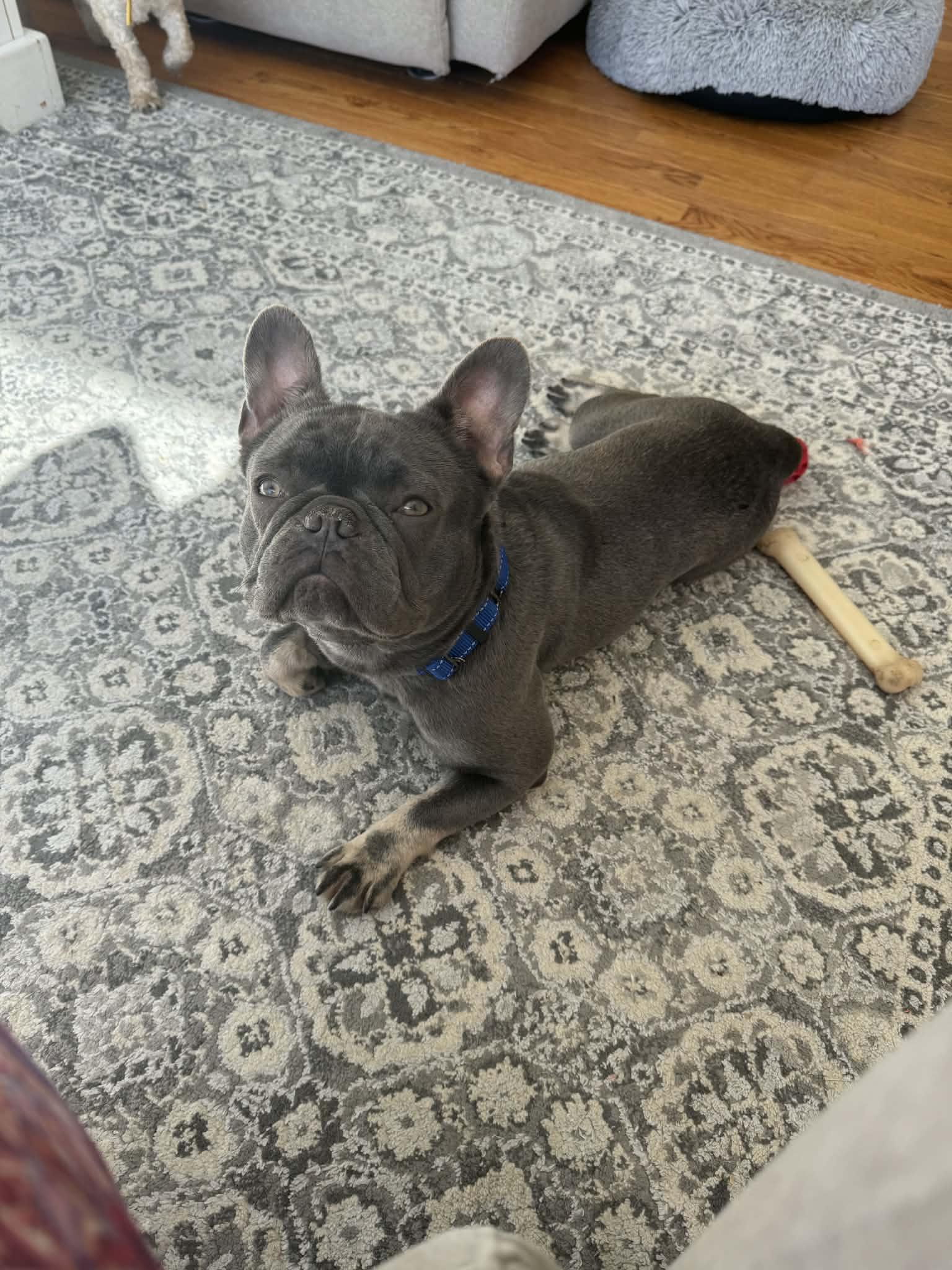 Hazel, adopted, Young Female French Bulldog.