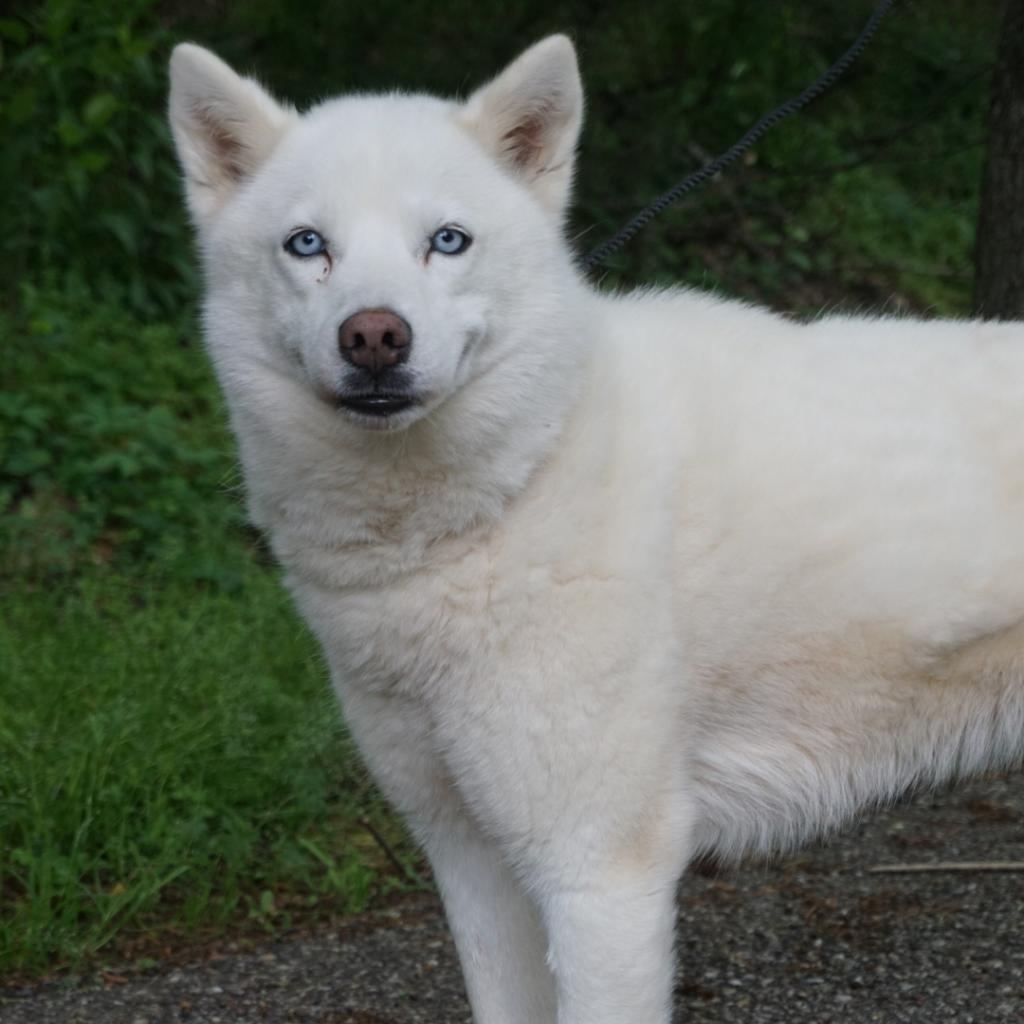 Pearly Sue, Adoptable, Senior Female Husky & Husky.