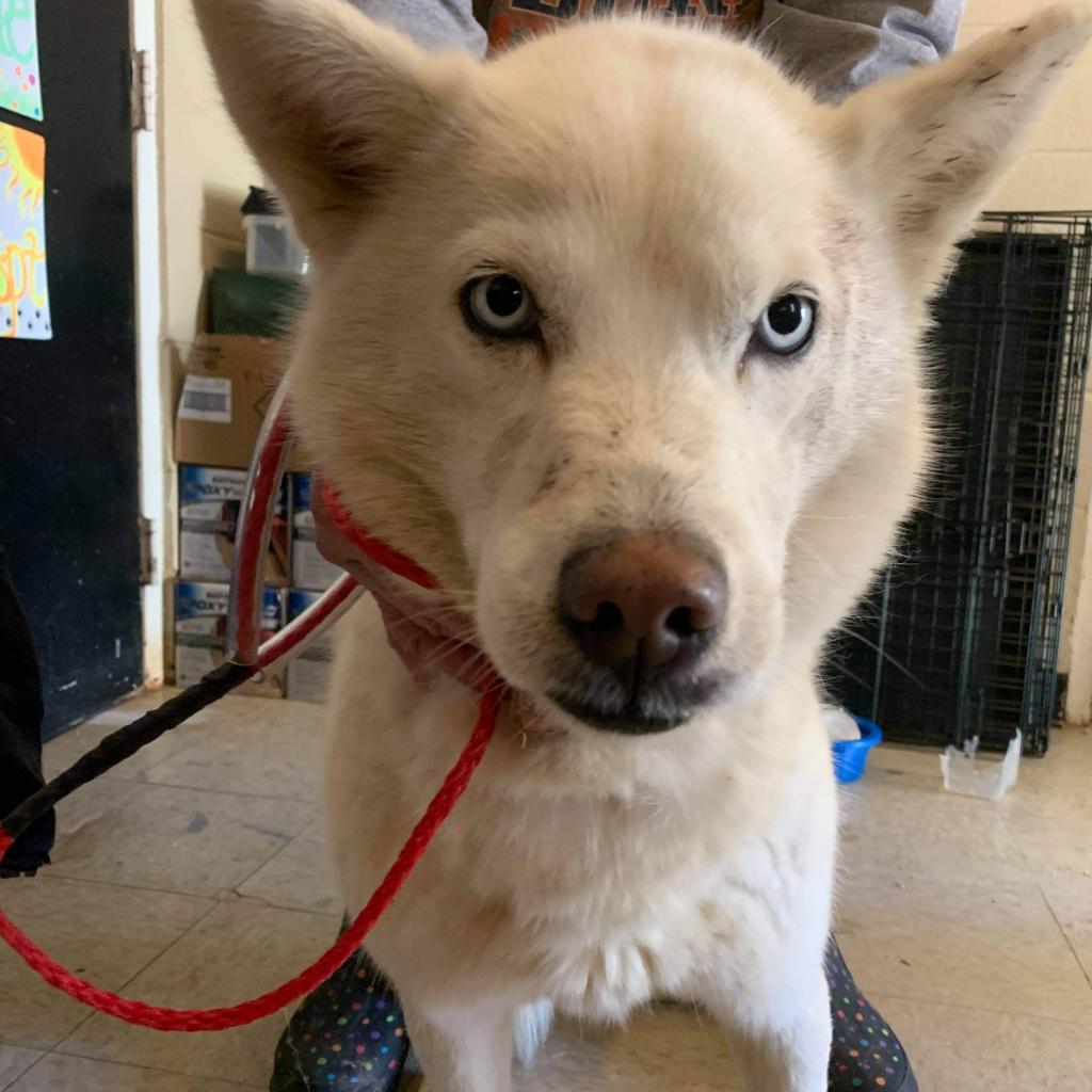 Enlarge Pearly Sue, a Adoptable mixed breed in Monroeville, AL image 2/2