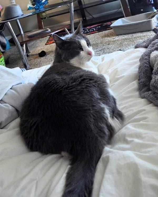 Meau Cat 302975, Adoptable, Senior Male Domestic Short Hair.