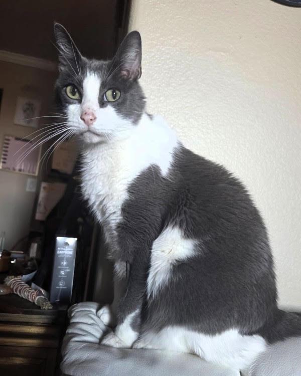 Enlarge Meau Cat 302975, a Adoptable Domestic Short Hair in Petaluma, CA image 2/2