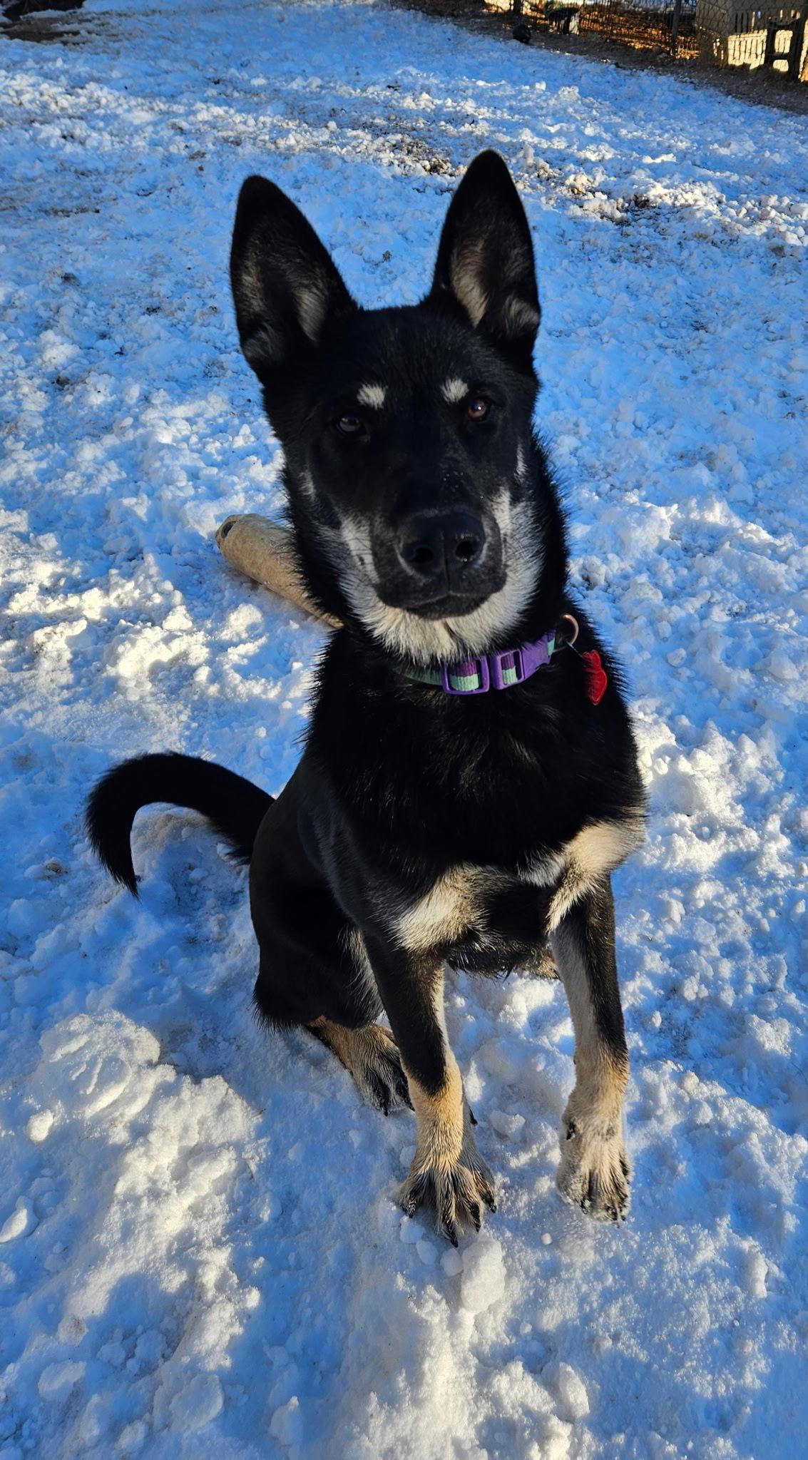 Enlarge Frida, a Adoptable German Shepherd Dog in Lakewood, CO image 1/3