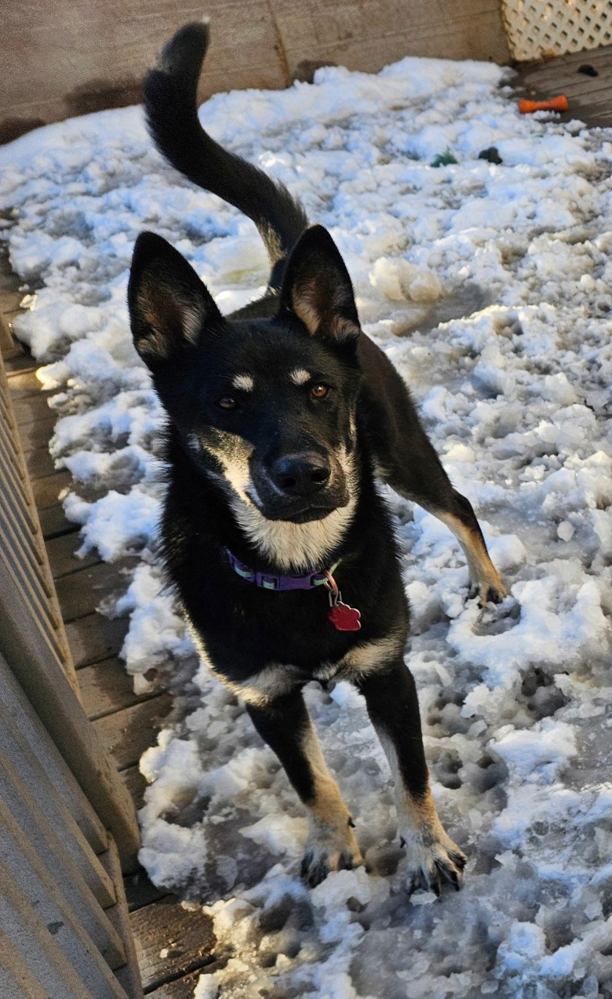 Enlarge Frida, a Adoptable German Shepherd Dog in Lakewood, CO image 2/3