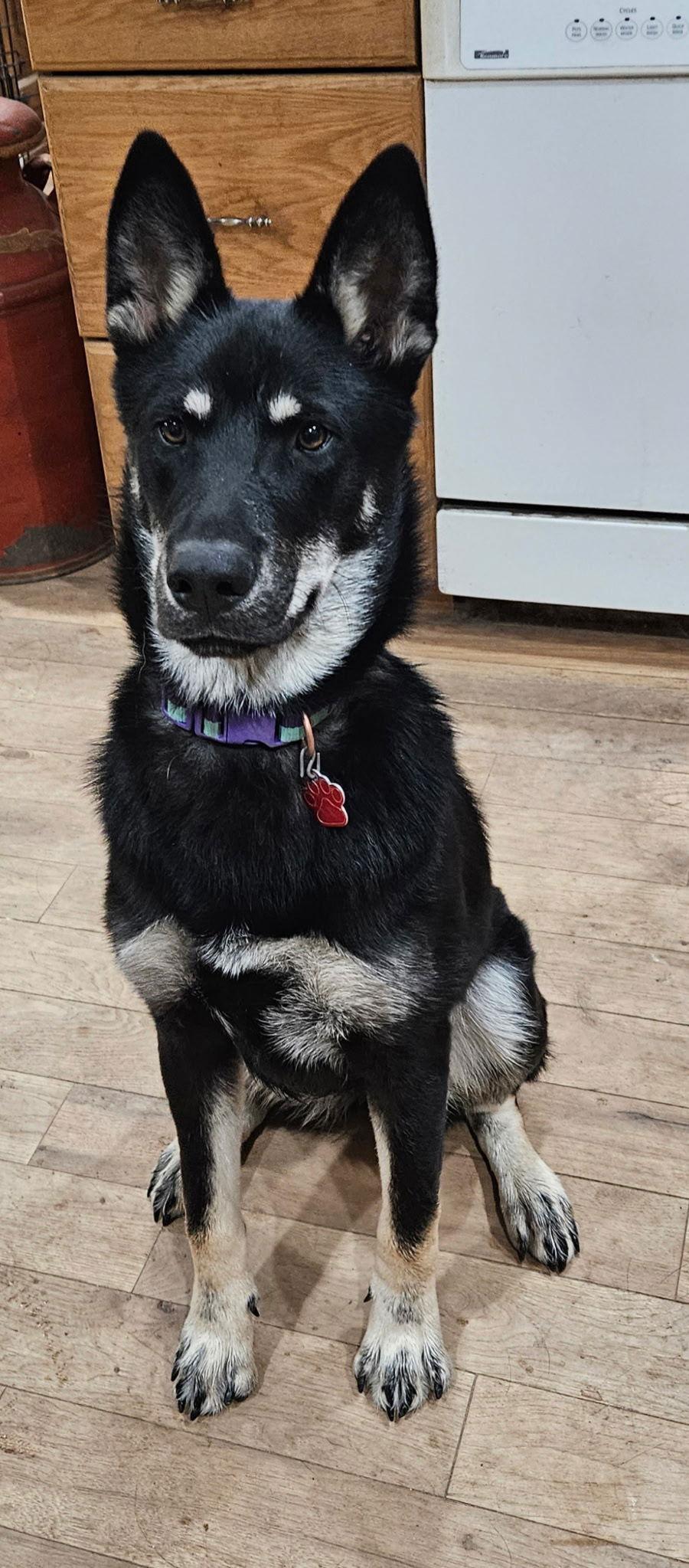Enlarge Frida, a Adoptable German Shepherd Dog in Lakewood, CO image 3/3