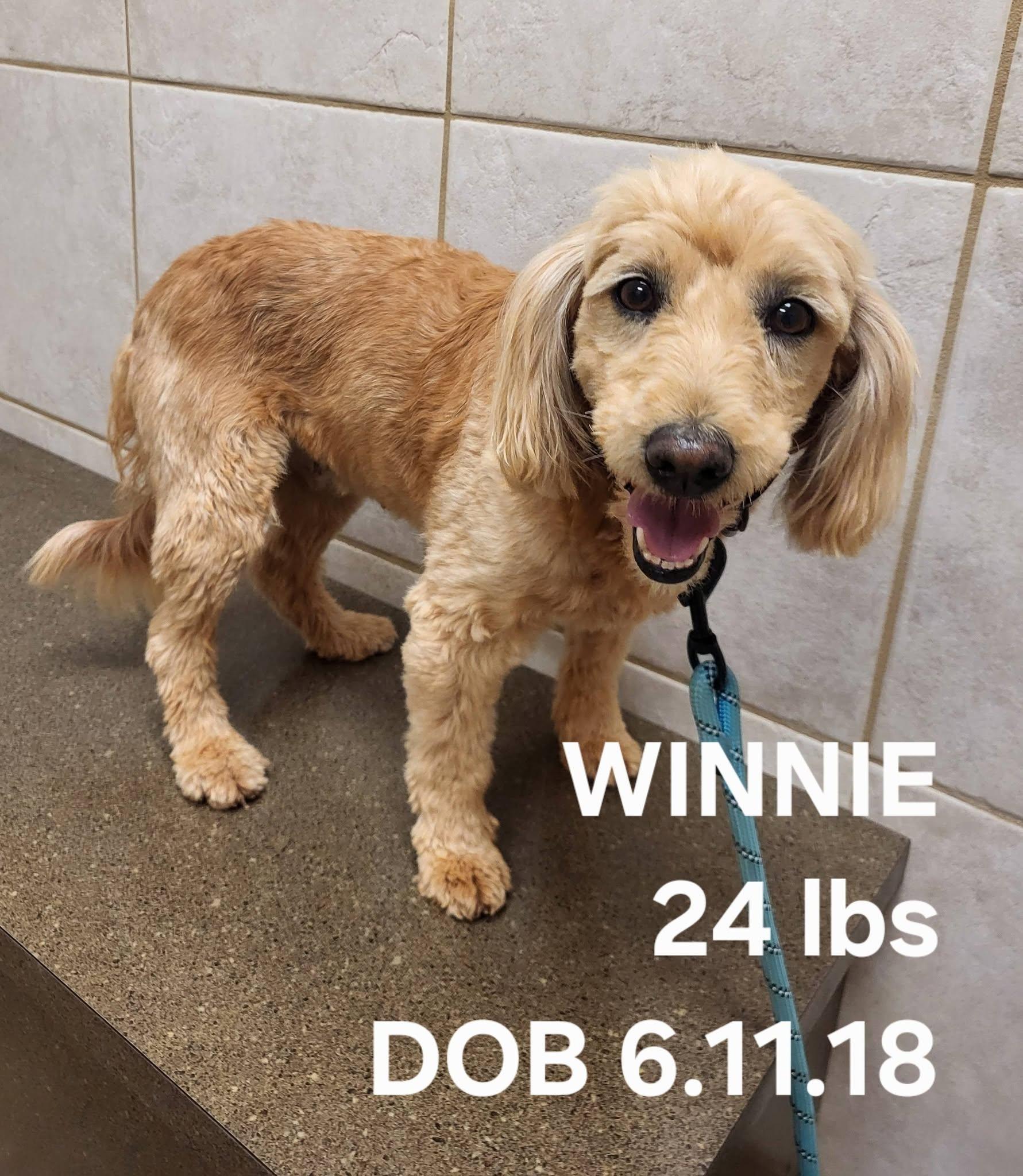 Winnie, ADOPTABLE, Adult Female Goldendoodle.