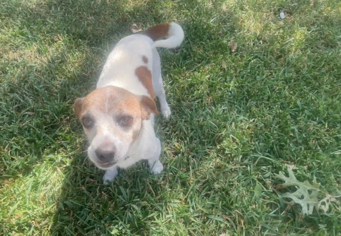 Redgie, Adopted, Adult Male Chihuahua & Jack Russell Terrier.