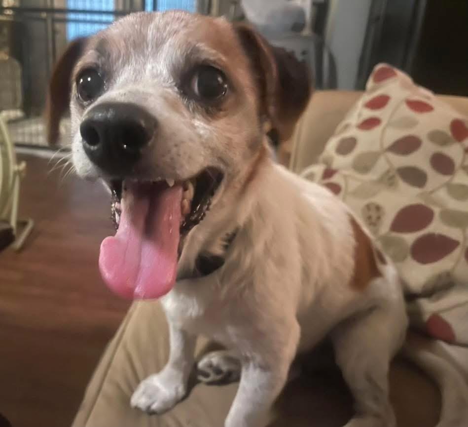 Enlarge Redgie, a Adopted mixed breed in Fort Worth, TX image 3/3