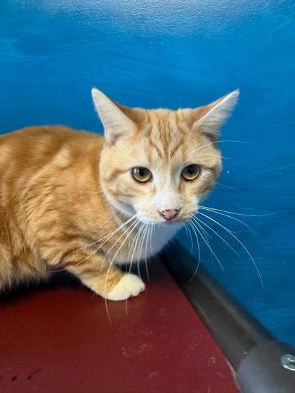 Racer, Adoptable, Kitten Male Domestic Short Hair & Domestic Short Hair.