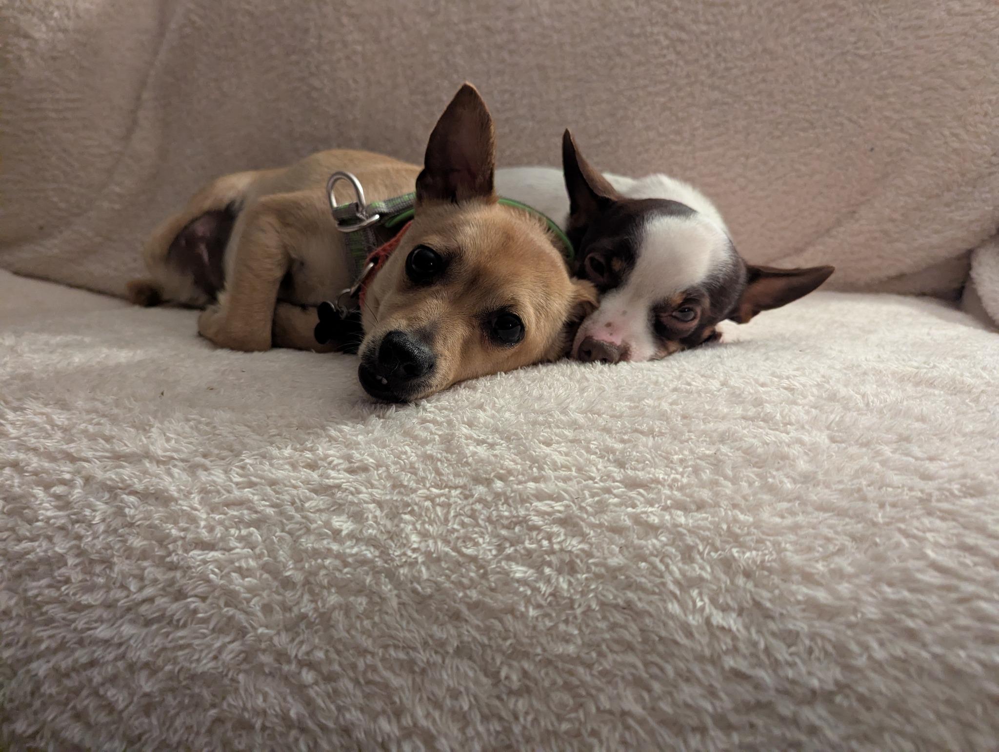 Enlarge Lyonel, a Adoptable mixed breed in Covington, WA image 4/5