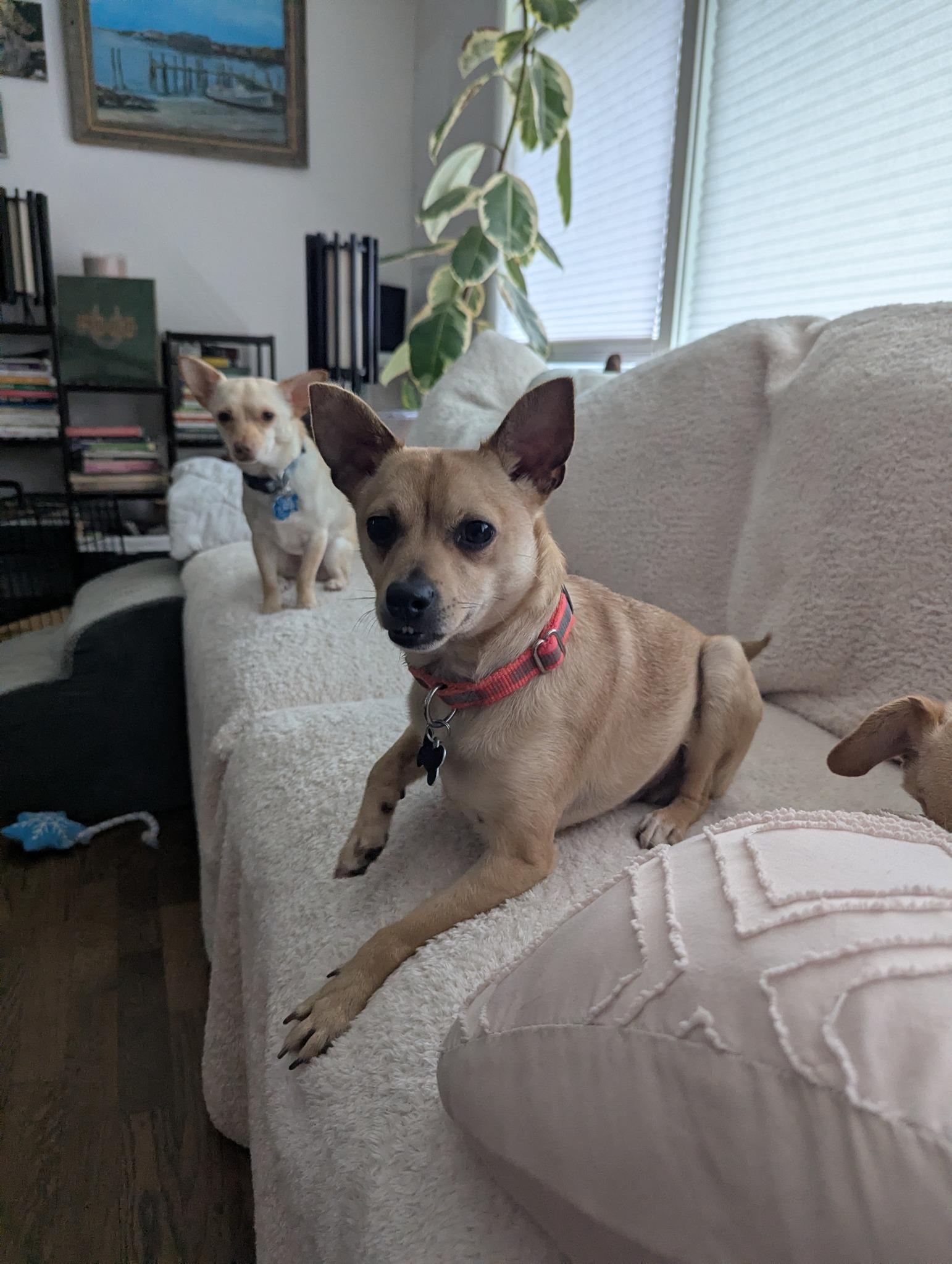 Enlarge Lyonel, a Adoptable mixed breed in Covington, WA image 3/5