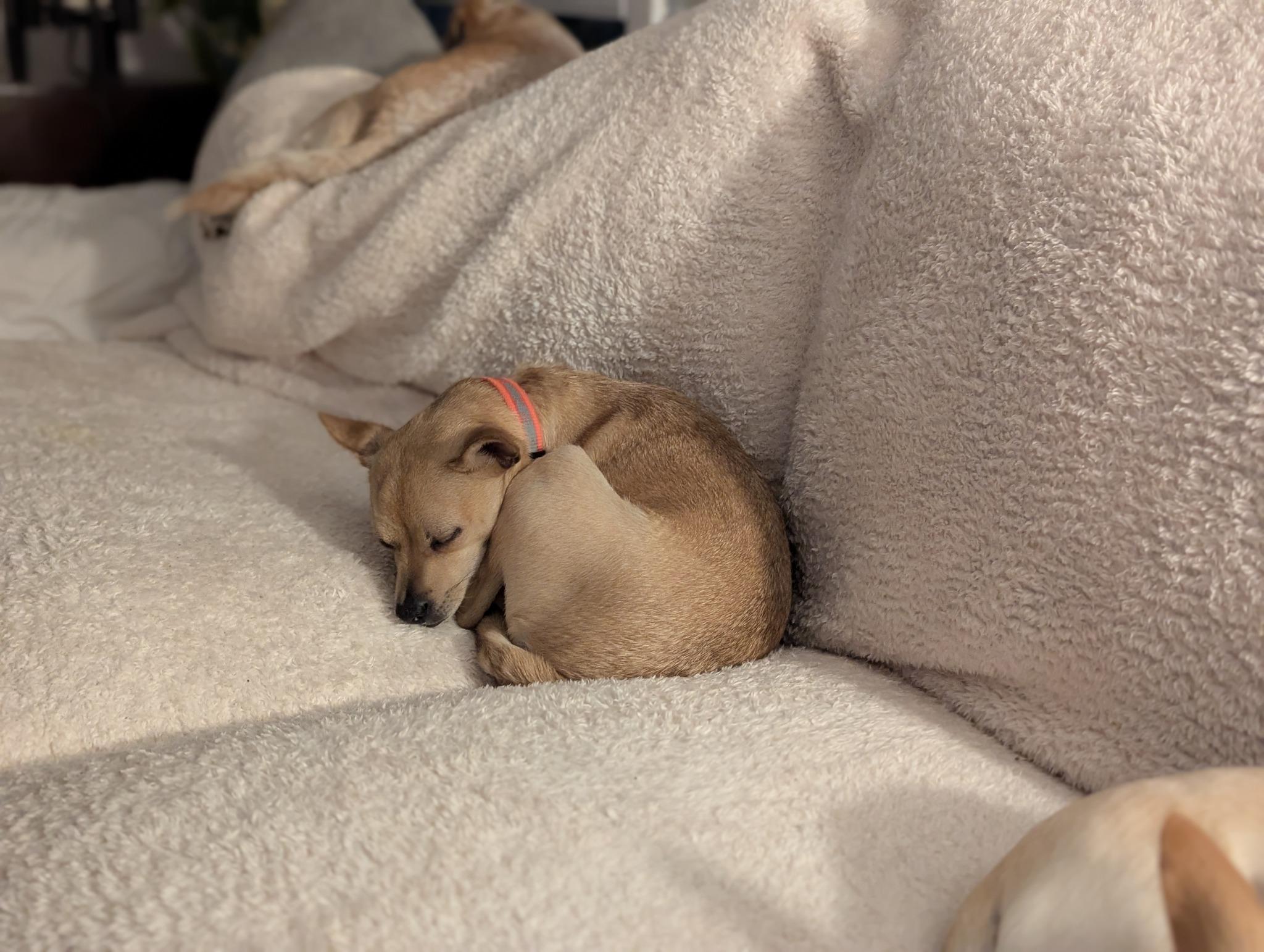 Enlarge Lyonel, a Adoptable mixed breed in Covington, WA image 5/5