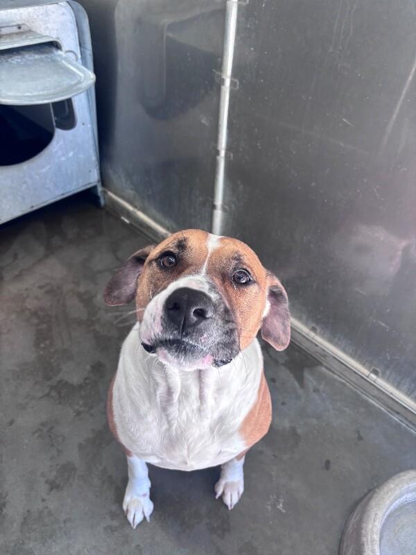 Enlarge Champion, a Adoptable mixed breed in Burgaw, NC image 1/6