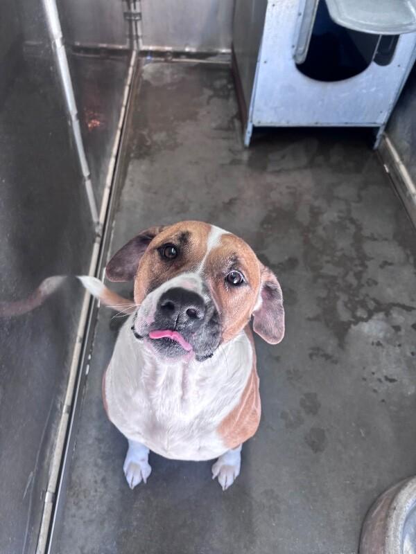 Enlarge Champion, a Adoptable mixed breed in Burgaw, NC image 2/6