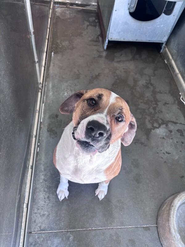 Enlarge Champion, a Adoptable mixed breed in Burgaw, NC image 3/6