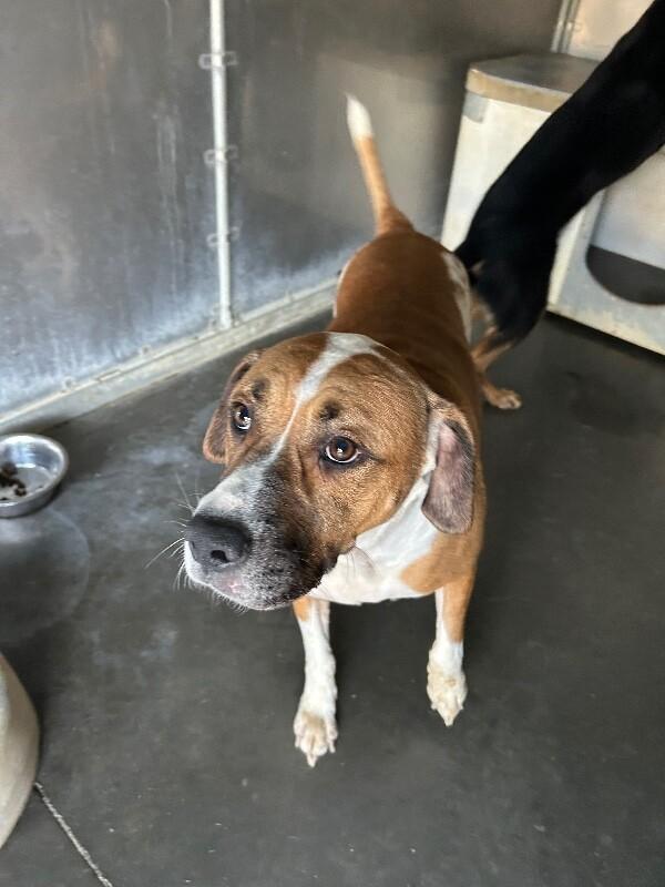 Enlarge Champion, a Adoptable mixed breed in Burgaw, NC image 4/6