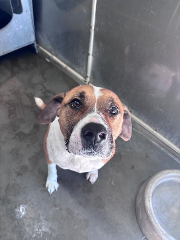 Enlarge Champion, a Adoptable mixed breed in Burgaw, NC image 5/6