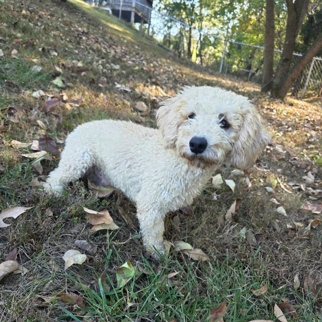 Nutter Butter, Adoptable, Young Male Miniature Poodle.