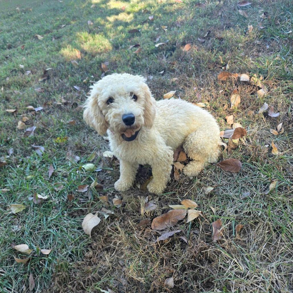 Enlarge Nutter Butter, a Adoptable Miniature Poodle in Jackson, MO image 2/2