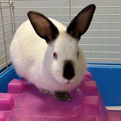 Jasper, Adoptable, Young Male Californian & Bunny Rabbit.