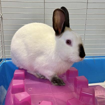 Jasper, a Adoptable mixed breed in Quakertown, PA image 2/3