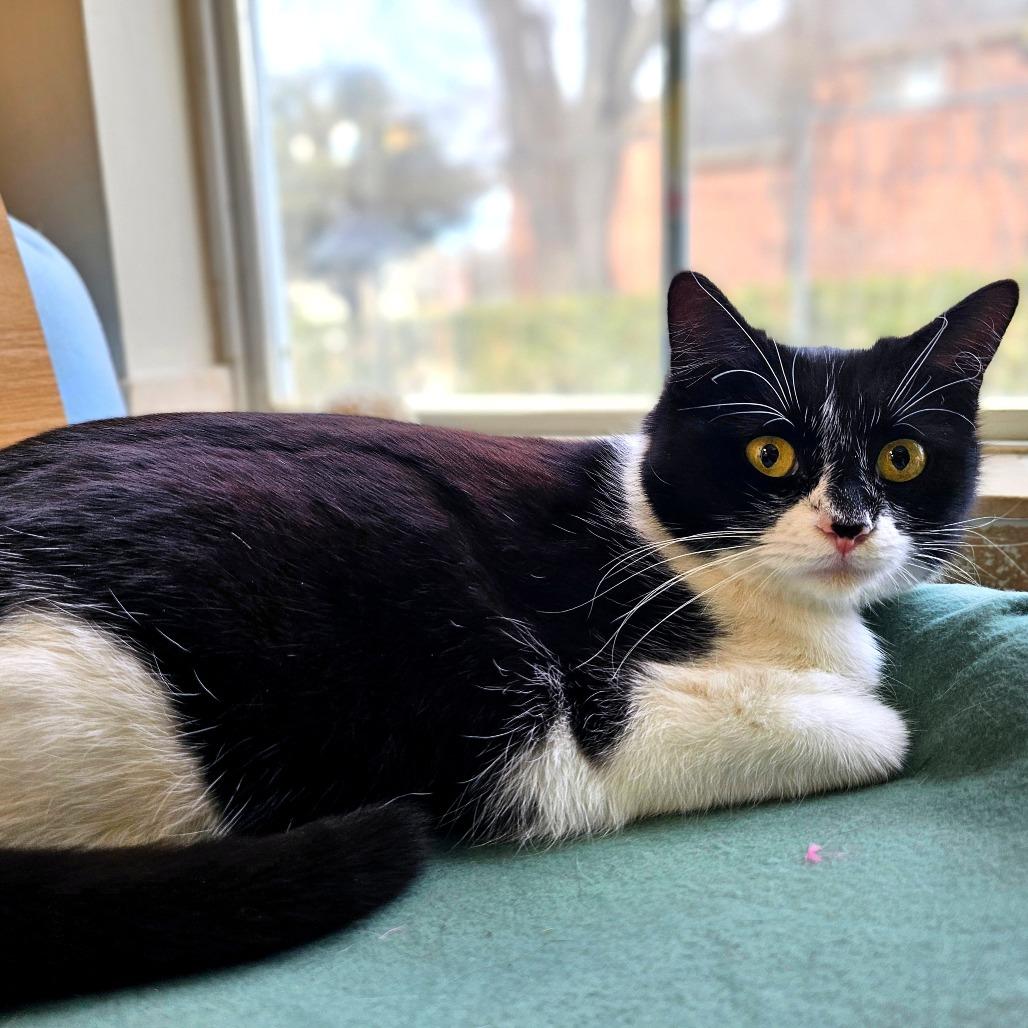 Confetti, Adoptable, Young Female Domestic Medium Hair.