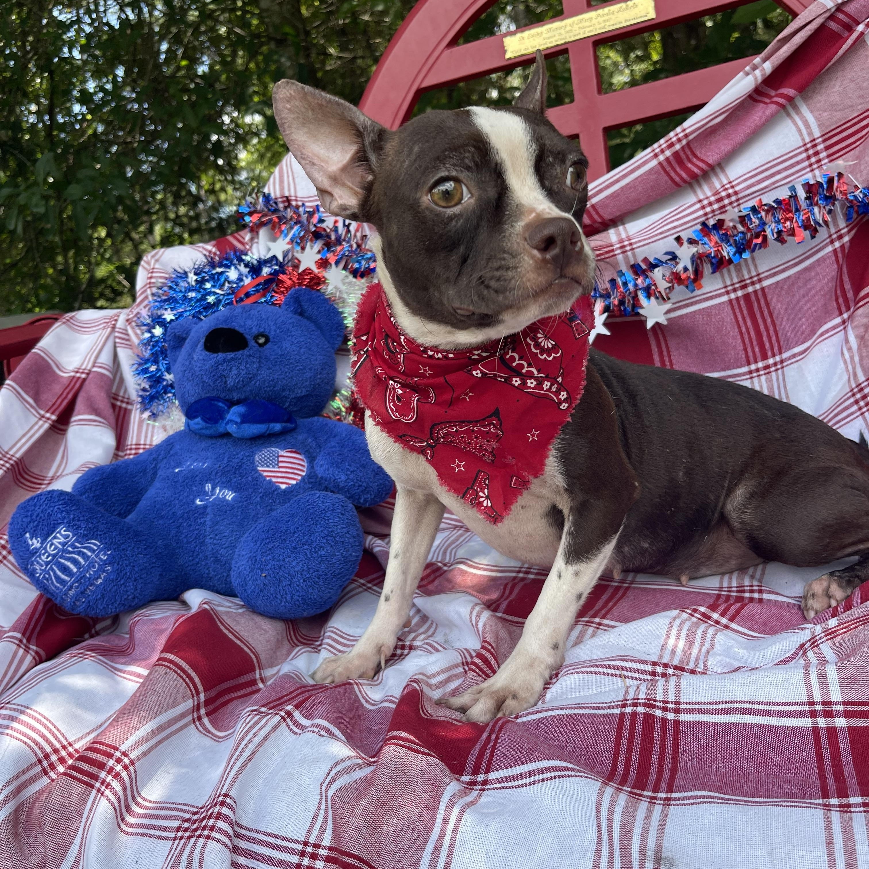Enlarge Yorki, an adoptable Boston Terrier in Sebring, FL image 4/4