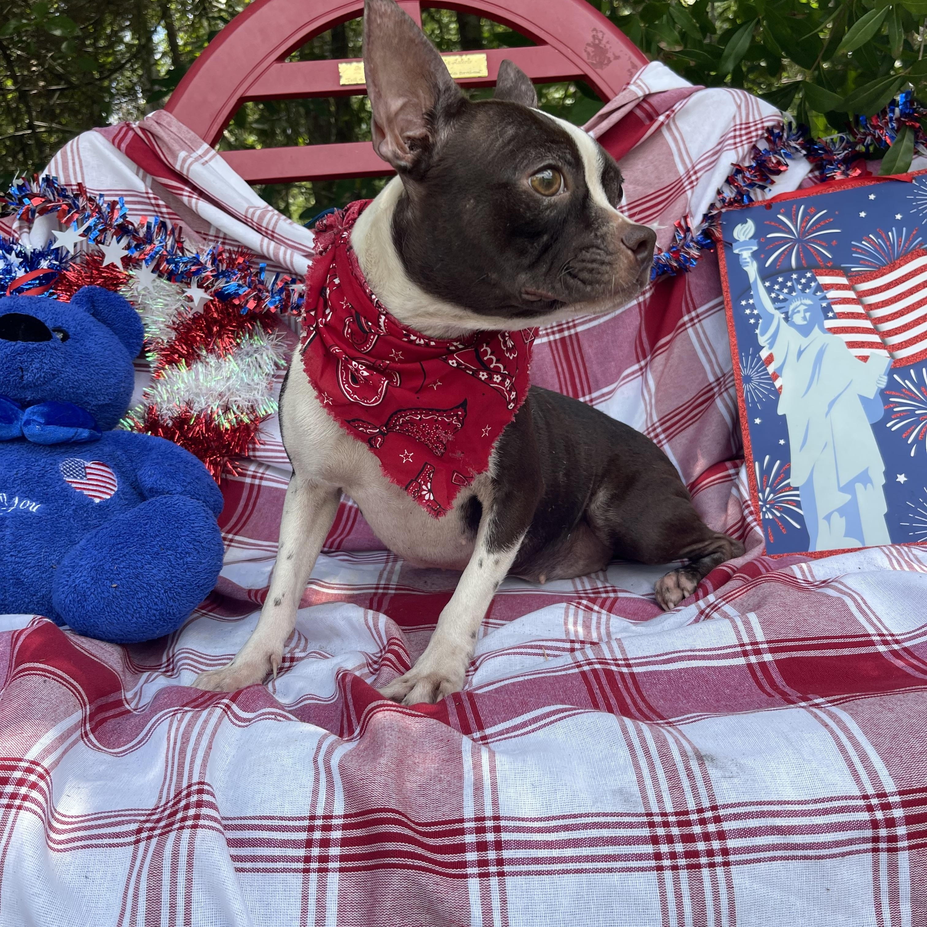 Enlarge Yorki, an adoptable Boston Terrier in Sebring, FL image 3/4