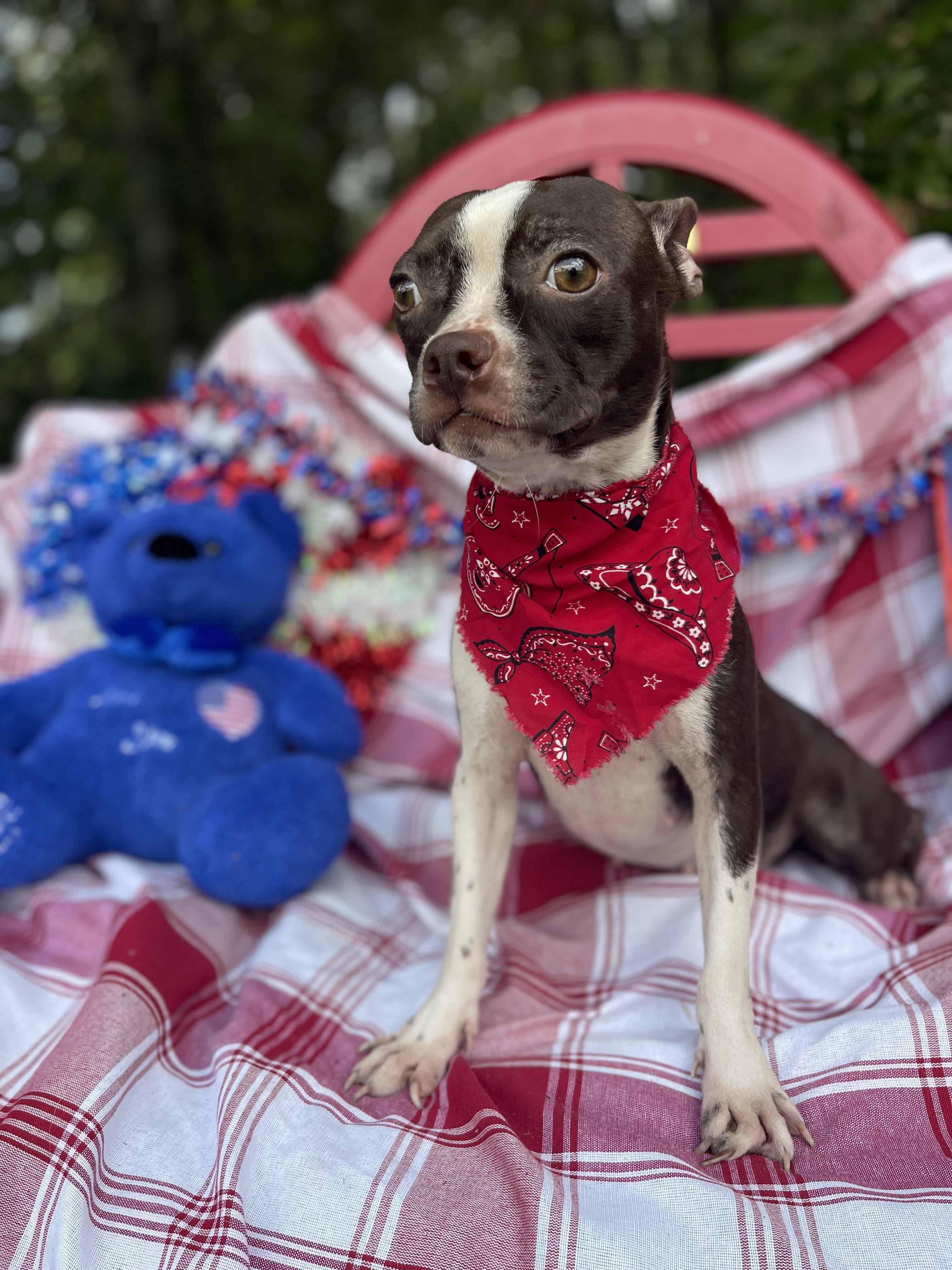 Enlarge Yorki, an adoptable Boston Terrier in Sebring, FL image 2/4