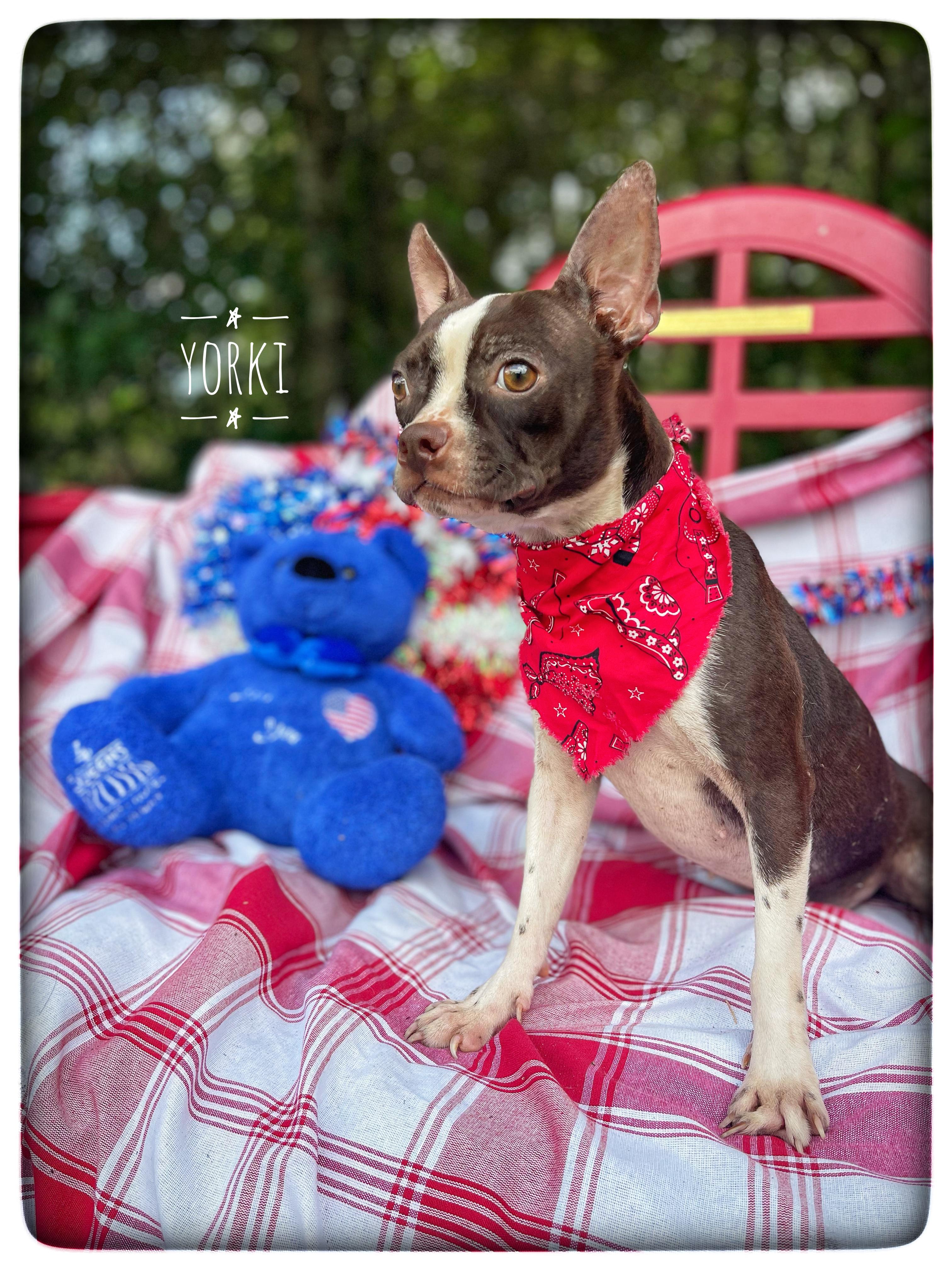 Yorki, adopted, Young Female Boston Terrier.